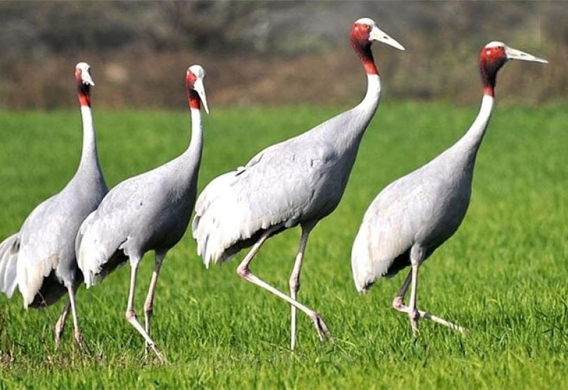 सारसको सङ्ख्या बर्सेनि घट्दो
